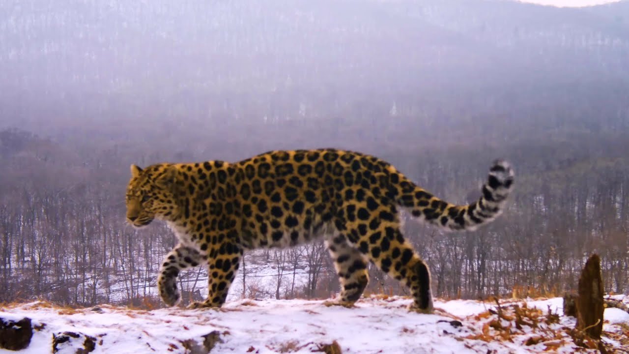 Фото: ФГБУ «Земля леопарда»