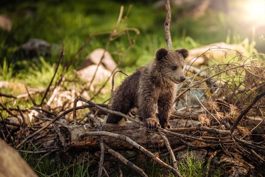 На Камчатке массово гибнут медвежата