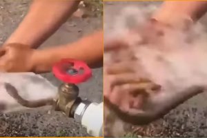 Дикая кобра выползла из крана и напугала мужчин в Бразилии