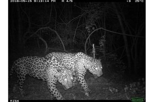 Ягуары – вовсе не одиночки: самцы могут дружить годами