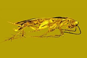 Ученые впервые нашли в янтаре сперму древнего таракана