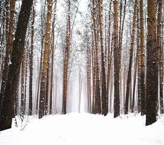 снежный туман