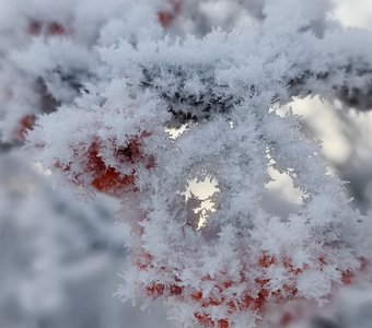 В снежном царстве