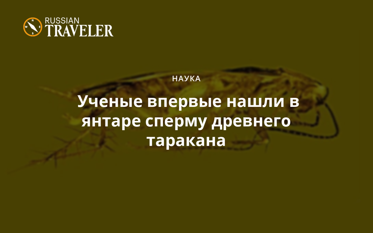 В янтаре была найдена сперма возрастом млн лет