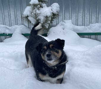 В ожидании Нового года