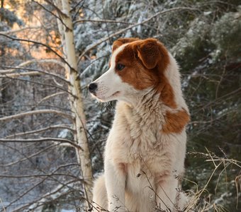 Лесной незнакомец