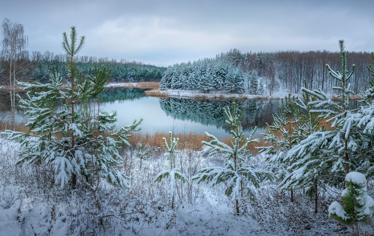 Ноябрь белгород. Сосны в снегу. Фотограф зимнего леса. Припорошило снегом. Зима жизнь под снегом.