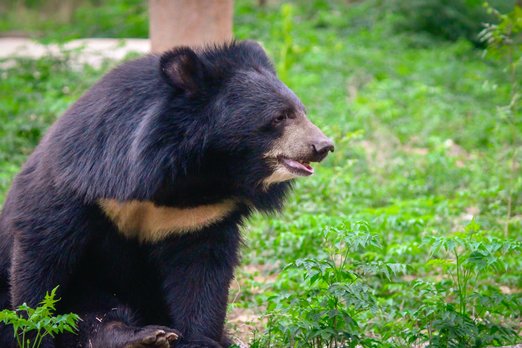 В Японии домашний медведь растерзал хозяина в своей клетке