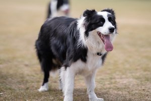 В Великобритании собака села за руль и устроила ДТП