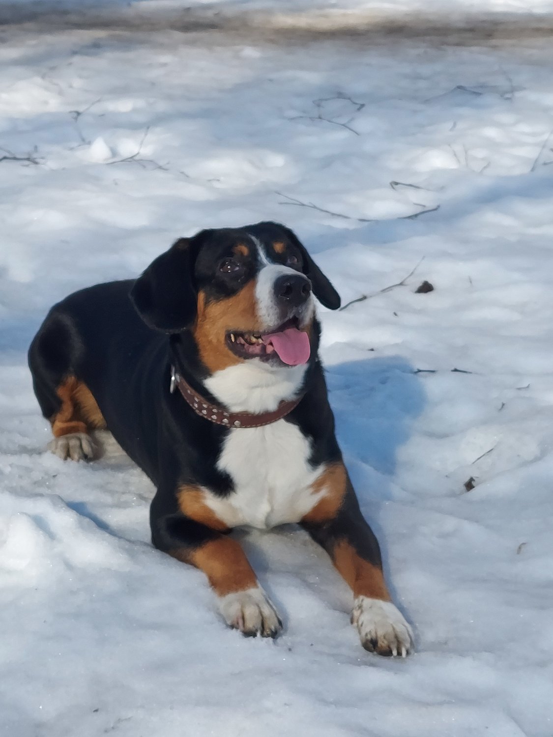 Зимняя прогулка