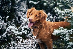 Как защитить собаку от салютов в Новый год?