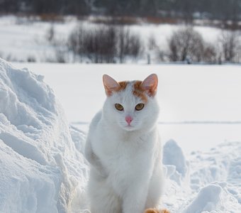 Хозяйка, я замерз