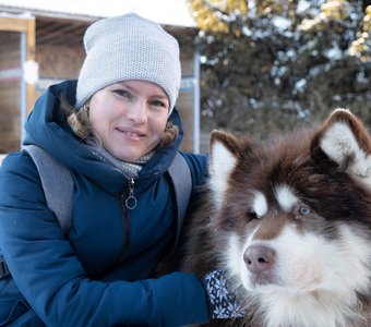 Шоколадный маламут Бес