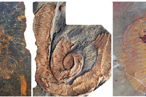 470 миллионов лет назад в море господствовали двухметровые членистоногие