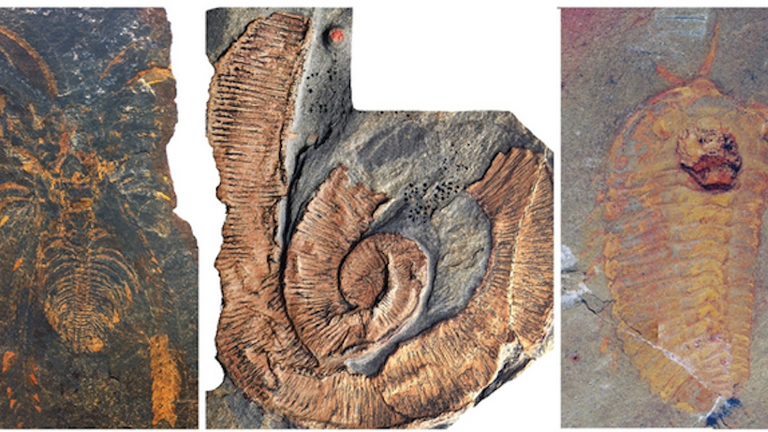 Фото: Окаменелости из сланцев Фезуата. Слева направо неминерализованные членистоногие (Marrellomorpha), палеосколециды и трилобиты