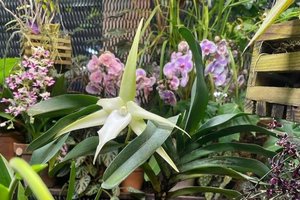 В «Аптекарском огороде» расцвела редкая Рождественская орхидея
