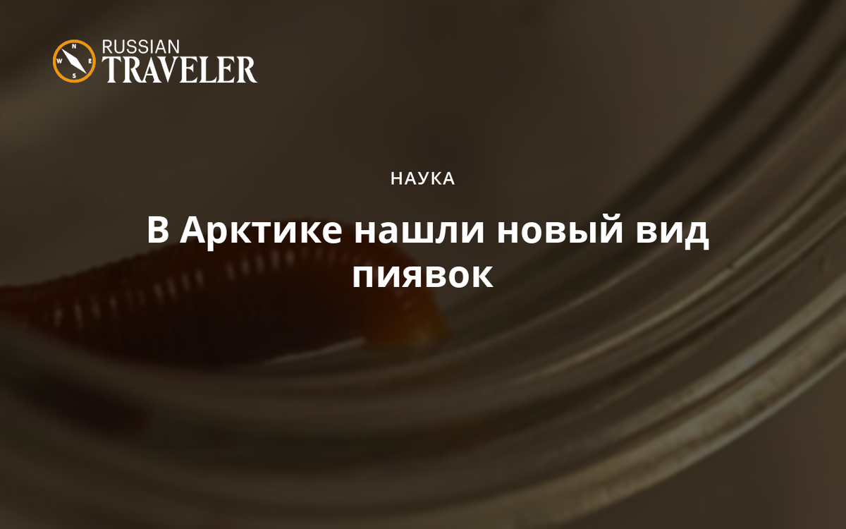 В Арктике нашли новый вид пиявок