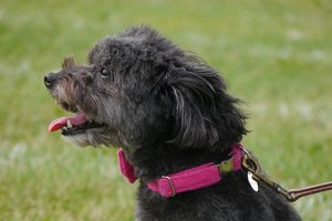 В Англии собака спасла застрявшего в машине пенсионера