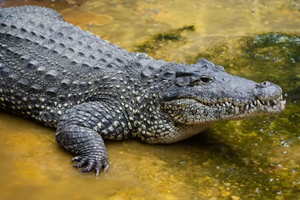 В США редкий крокодил погиб от удара током