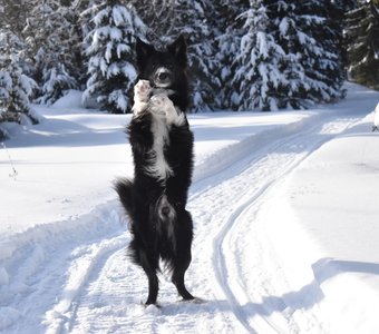 В одном из лесов необъятной страны