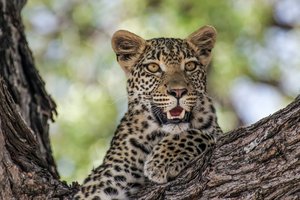 В Индии разъяренный леопард ранил 15 человек: видео