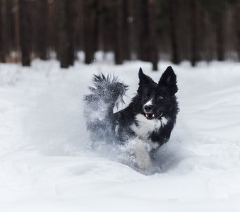 Купание в сугробах