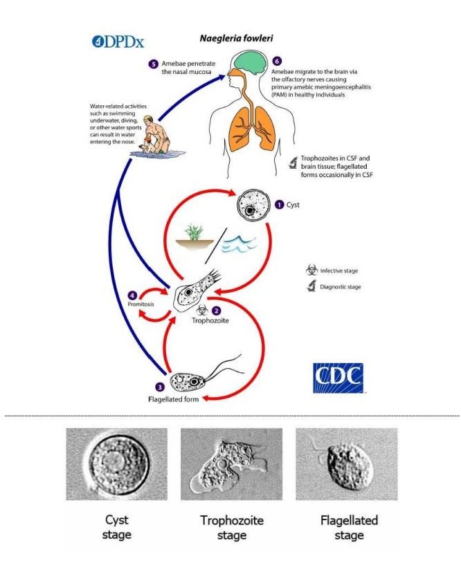 Фото: Centers for Disease Control and Prevention