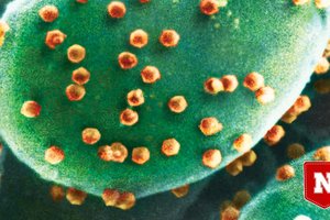 Впервые обнаружен организм, который ест вирусы