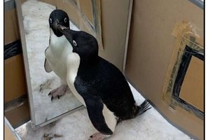 Пройдут ли пингвины тест с зеркалом?