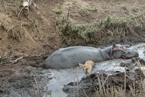 В ЮАР антилопа спаслась от хищников, но погибла в пасти бегемота