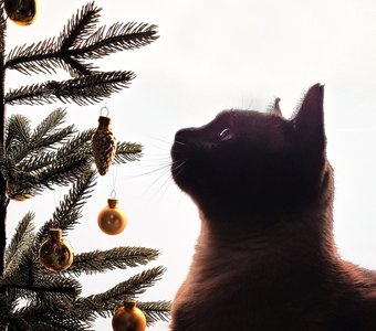 Вижу цель - не вижу препятствий!