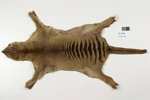 Последний известный тасманийский волк был забыт в музейном шкафу