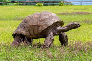 Черепахе Джонатану исполнилось 190 лет: это старейшая рептилия в мире
