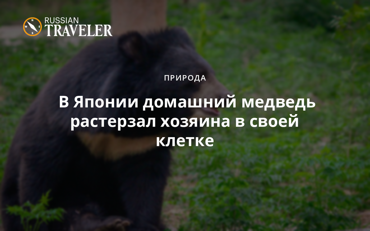 В Японии домашний медведь растерзал хозяина в своей клетке