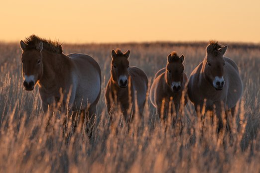 Лошади Пржевальского: как вольные степные скакуны живут в Оренбургском заповеднике
