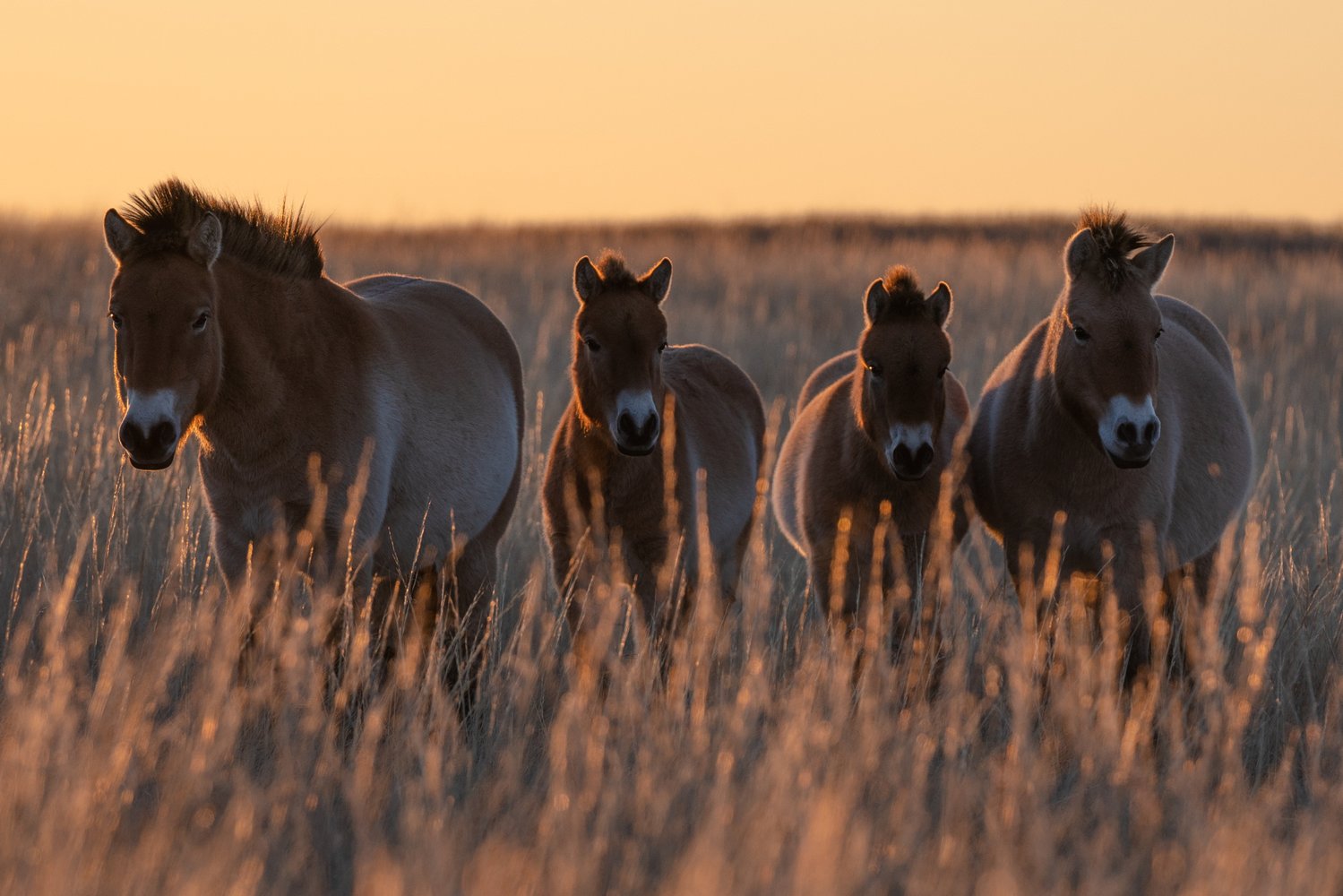 Лошади Пржевальского: как вольные степные скакуны живут в Оренбургскомзаповеднике