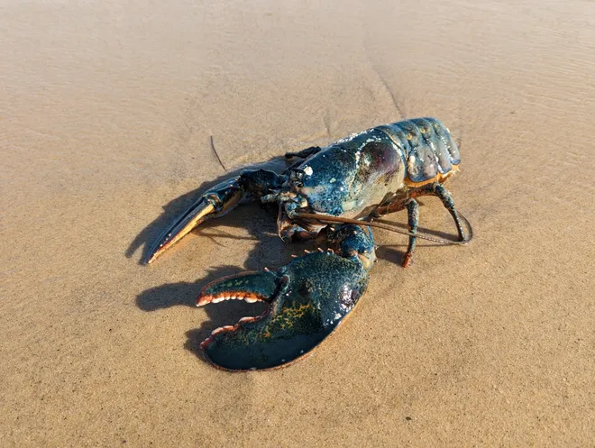 В США семья нашла редчайшего синего омара на пляже