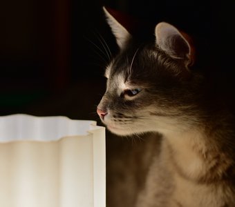 Ламповый кот