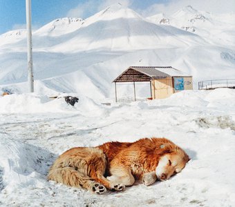 Собачья жизнь