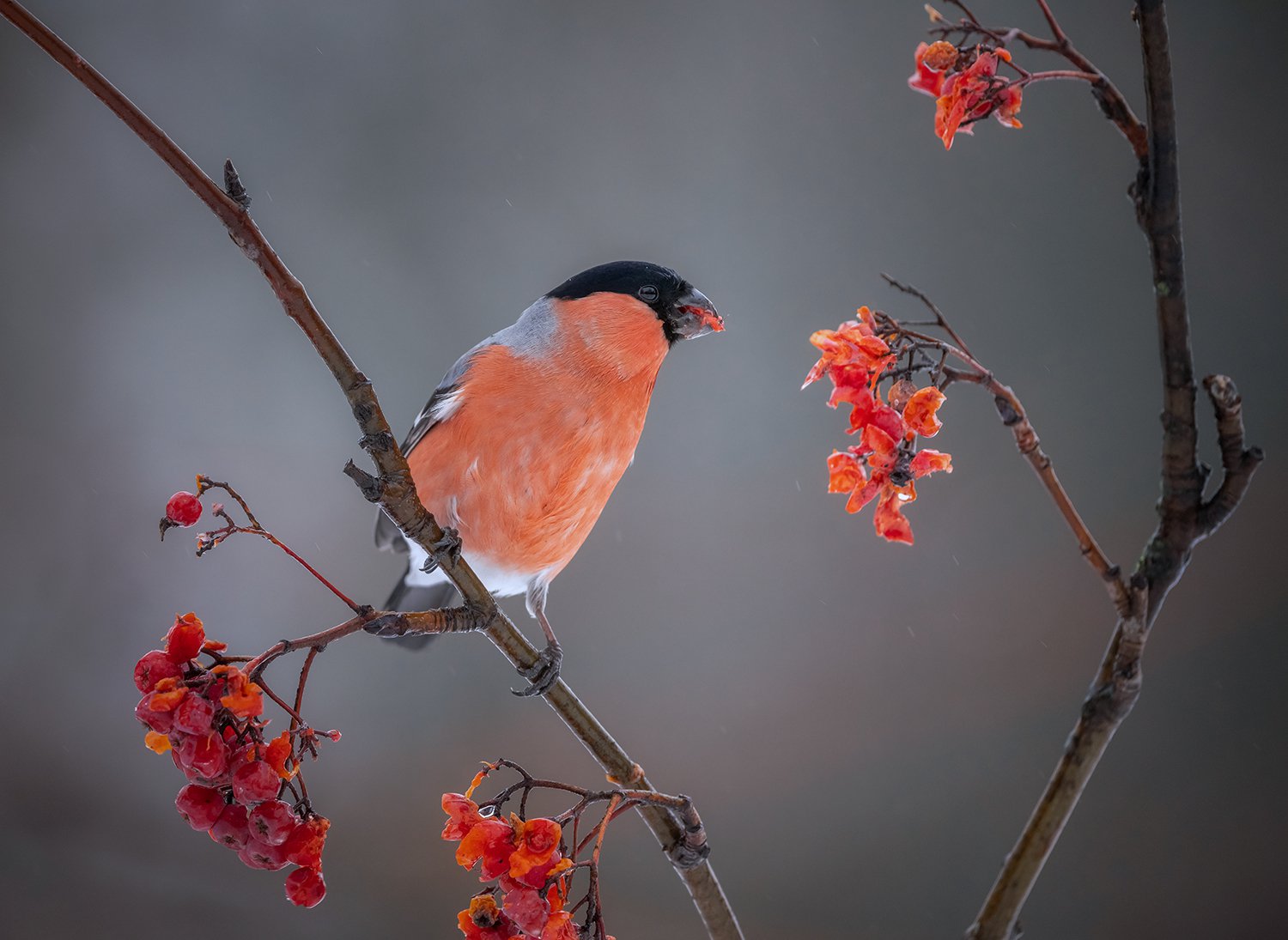 Краски зимы