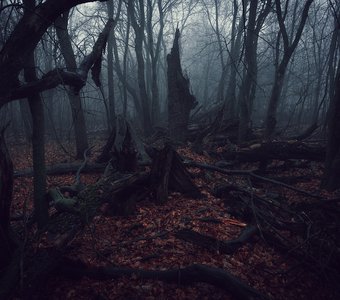 Заброшенный лес
