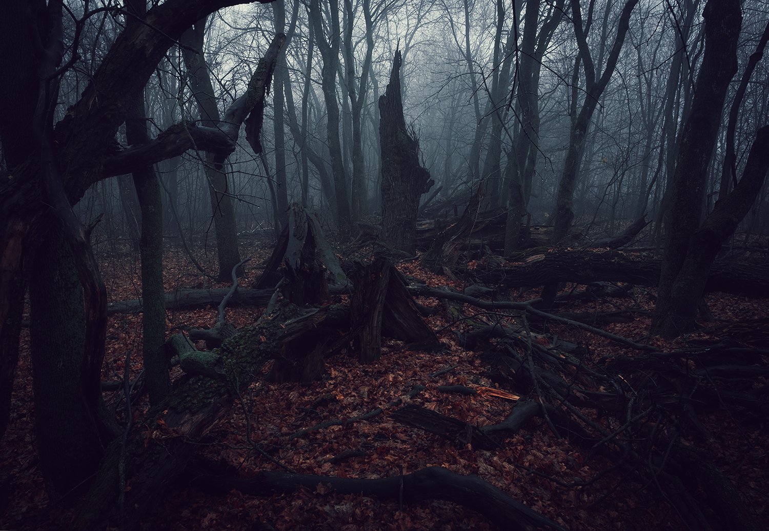 Медленная жизнь мага природы в заброшенном лесу