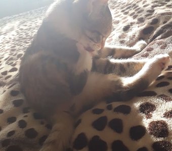 Утренние процедуры