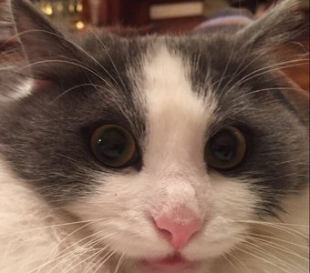 Безумие и отвага