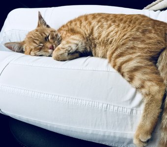 Рыжее счастье