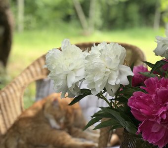 Летний зной