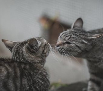 Прикосновение