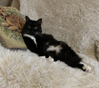 Кошачий отдых