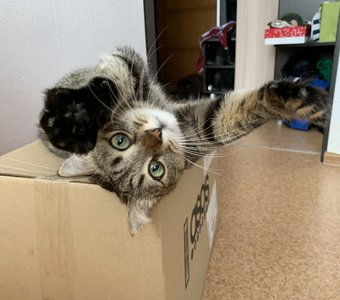 Любовь к коробкам неизменна