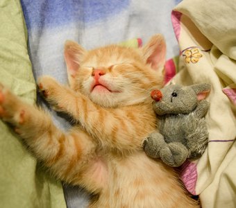 Спящий красавец